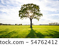sunshine through lone oak tree on green meadow 54762412