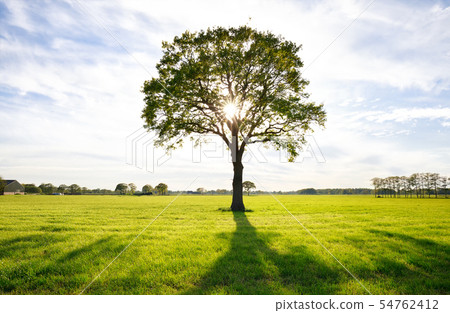 sunshine through lone oak tree on green meadow 54762412