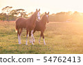 two horses in gold evening sunshine 54762413