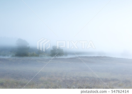 tree and hills in dense fog 54762414