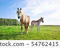horse with foal on pasture and blue sky 54762415