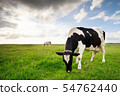milk cows grazing on green pasture 54762440