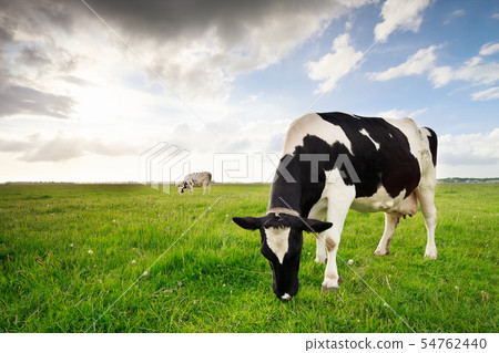 milk cows grazing on green pasture 54762440
