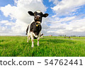 funny cow chewing grass on pasture 54762441