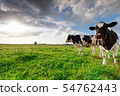 milk cows on sunny pasture and sunshine 54762443