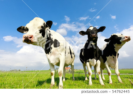 milk cows close up over blue sky 54762445