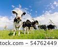 few cows on green grass pasture 54762449
