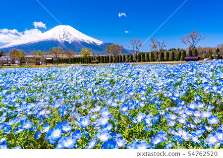 （山梨縣）從鮮花盛開的nemophila花的城市公園，富士山 54762520
