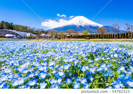 （山梨縣）從鮮花盛開的nemophila花的城市公園，富士山 54762523