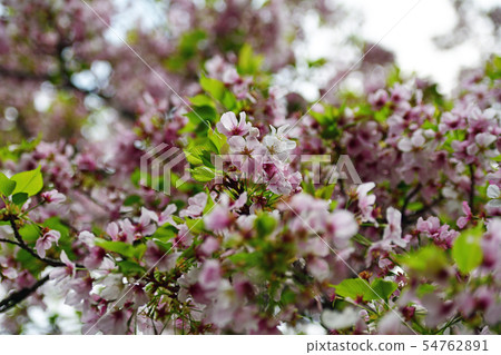 Town view Tokyo Marunouchi 54762891