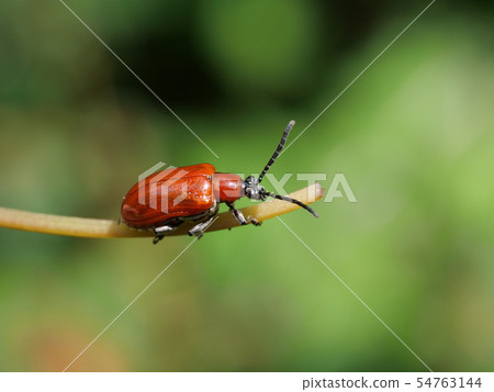 Red-headed beakworm beetle 54763144