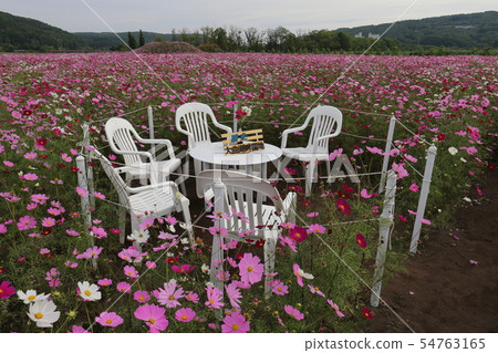 北海道網走Omagari湖祗園地面波斯菊領域 54763165