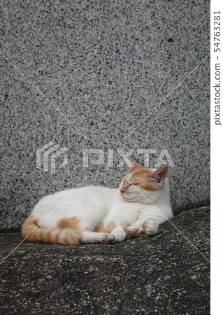 Sleepy stray cat Sleepy stray cat 54763281