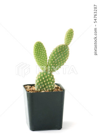 Ears Polka Dots ,Opuntia Cactus Plants Pot Ears Polka Dots ,Opuntia Cactus Plants Pot 54763287