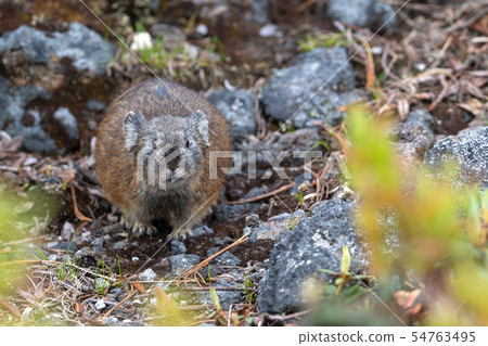 Ezo naughty rabbit 54763495