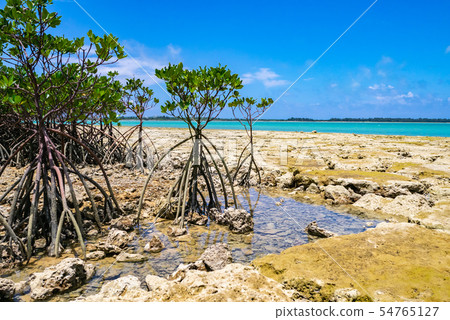 Miyako Island Kawamitsu Fishing Port - Breakwater and mangroves reflected in the Miyako Blue sea Miyako Island Kawamitsu Fishing Port - Breakwater and mangroves reflected in the Miyako Blue sea 54765127