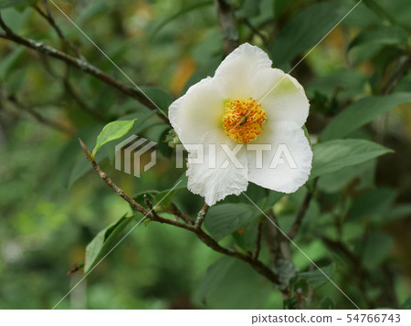 夏天的山茶花 54766743