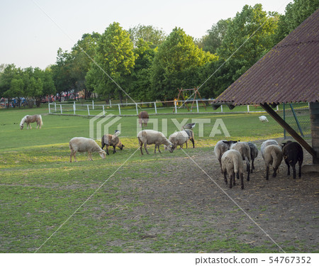 fluffy cute sheep walking from wooden farm house cote stable, in countryside with puddle grass, tree fluffy cute sheep walking from wooden farm house cote stable, in countryside with puddle grass, tree 54767352
