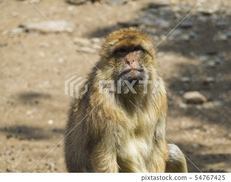 Close up portrait of Barbary macaque, Macaca sylvanus, looking to the camera, selective focus, copy Close up portrait of Barbary macaque, Macaca sylvanus, looking to the camera, selective focus, copy 54767425