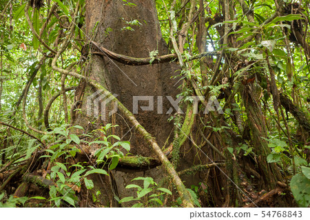 Lush rainforest at Borneo Malaysia nature Lush rainforest at Borneo Malaysia nature 54768843