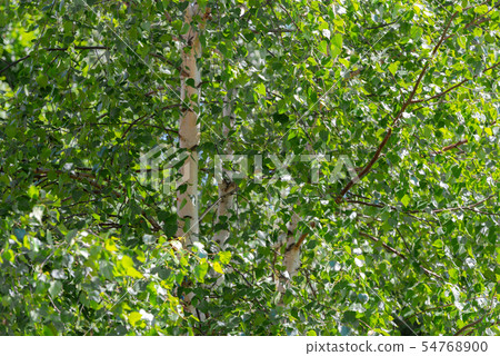 Birch tree foliage in summer Birch tree foliage in summer 54768900