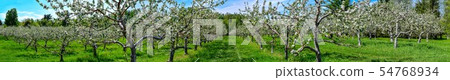 Panoramic view of an apple orchard in bloom Panoramic view of an apple orchard in bloom 54768934