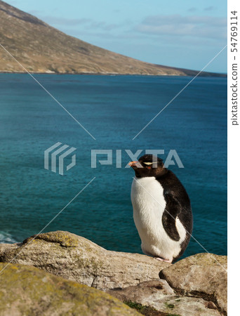 Rockhopper penguin standing on rocks Rockhopper penguin standing on rocks 54769114