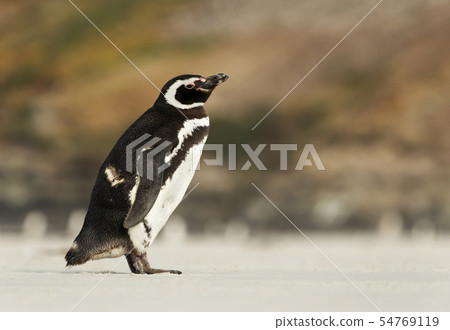 Magellanic penguin standing on a sandy shore Magellanic penguin standing on a sandy shore 54769119