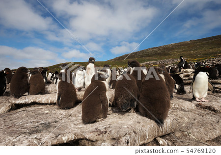 Group of Rockhopper penguin chicks on rocks Group of Rockhopper penguin chicks on rocks 54769120
