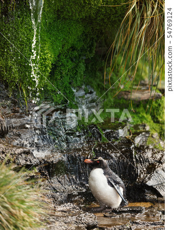 Southern rockhopper penguin taking shower 54769124