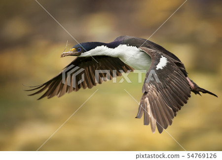 Close-up of an Imperial shag in flight Close-up of an Imperial shag in flight 54769126