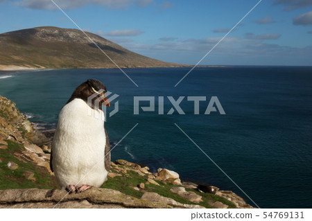 Rockhopper penguin standing on a coastal area Rockhopper penguin standing on a coastal area 54769131
