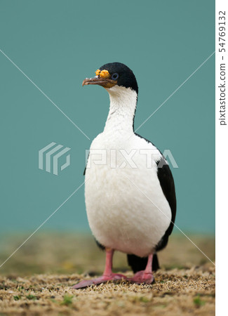 Close-up of an Imperial shag Close-up of an Imperial shag 54769132