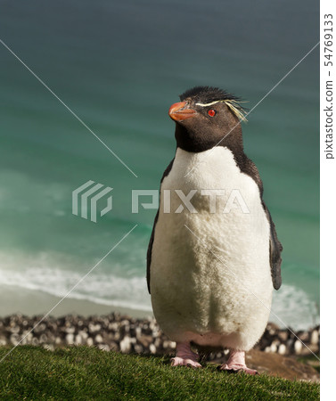 Rockhopper penguin standing on a coastal area 54769133