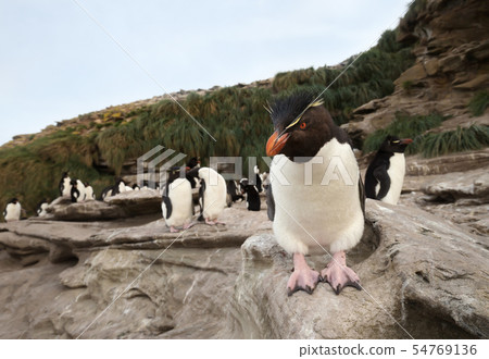 Southern rockhopper penguin standing on a rock 54769136