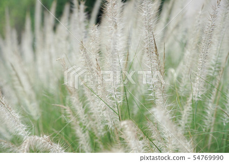 Closeup blossom flowers of thatched grass grow in Closeup blossom flowers of thatched grass grow in 54769990