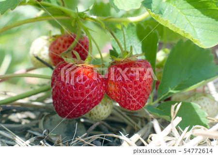 strawberry field red organic fruits natural sugar  54772614