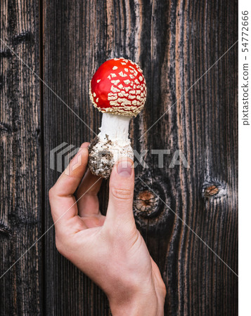 Red poisonous mushroom mushroom Red poisonous mushroom mushroom 54772666