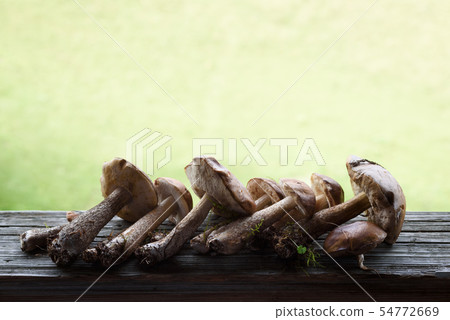 Boletus mushrooms and aspen mushrooms Boletus mushrooms and aspen mushrooms 54772669