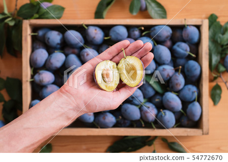 Harvesting plums in a box Harvesting plums in a box 54772670
