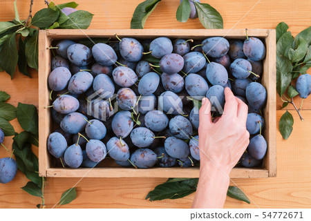 Harvesting plums in a box Harvesting plums in a box 54772671