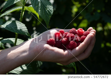 Handful of raspberries in a rural garden 54772672