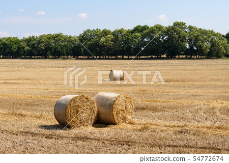 Bales of straw on the field 54772674