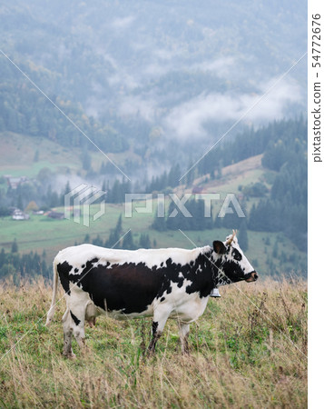 Spotted cow on a mountain pasture 54772676
