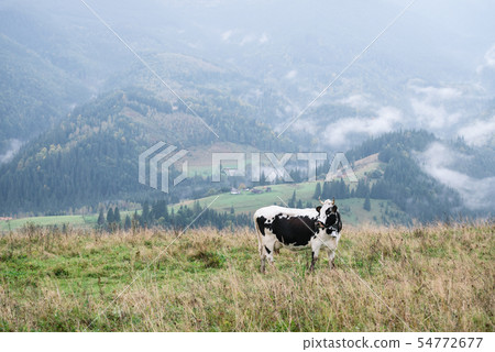 Spotted cow on a mountain pasture Spotted cow on a mountain pasture 54772677