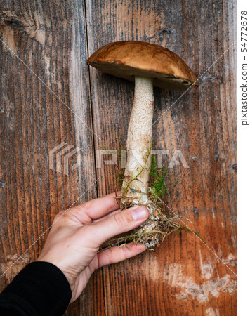 Brown cap boletus mushroom Brown cap boletus mushroom 54772678