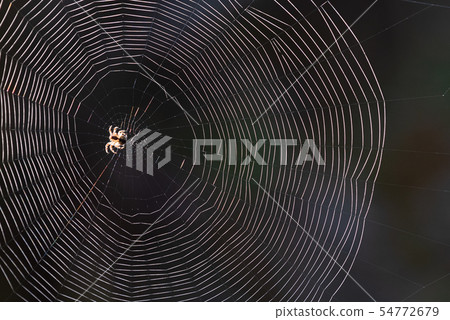 Spider web with spider Spider web with spider 54772679