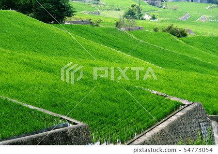 Inada in early summer Inada in early summer 54773054