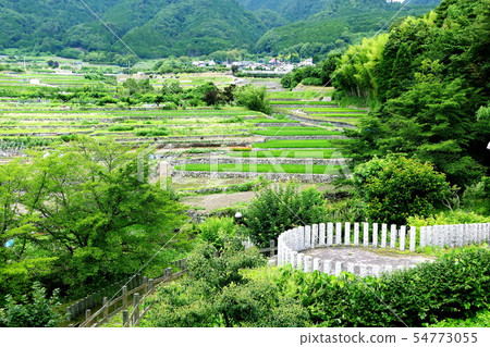 Inada in early summer Inada in early summer 54773055