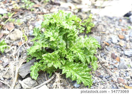 Silver thistle (Asteraceae) Silver thistle (Asteraceae) 54773069
